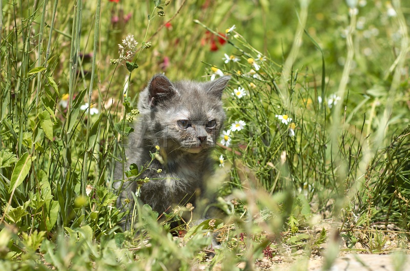 BRITISH SHORTHAIR C050.jpg